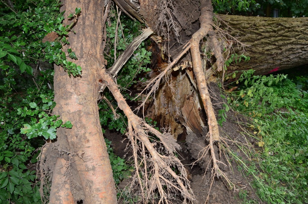 Baum umgestuerzt Koeln Vingst Waldstr P36.JPG - Miklos Laubert